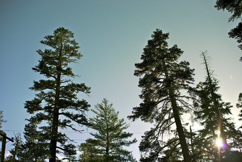 Tahoe Treetops